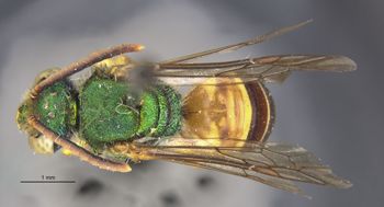 Media type: image;   Entomology 32616 Aspect: habitus dorsal view